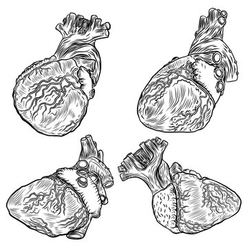 Set of sketched hand drawn line art decorative human hearts in anatomy details. Vintage style beautiful flesh tattoo templates isolated on white. T-shirt print design. Vector.