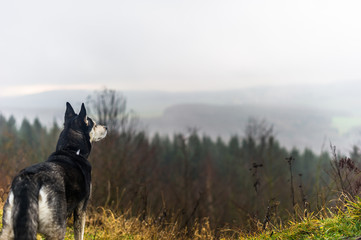 Husky schaut in die Landschaft