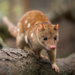 Tiger Quoll