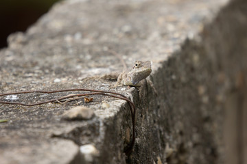 Brown Lizard Animal on Concrete background