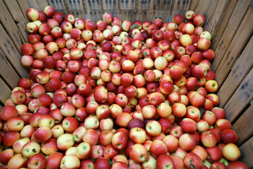 Fresh picked Gala apples in the container in the harvest season
