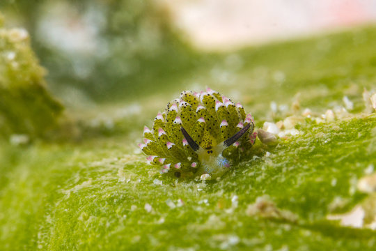 Leaf Sheep Nudibranch (Costasiella Kuroshimae)
