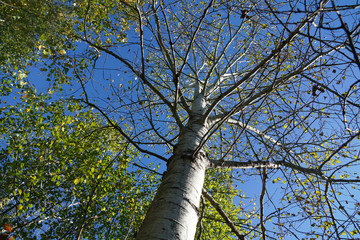  low angle view of birch tree trunk and branch in autumn