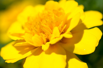 マリーゴールド