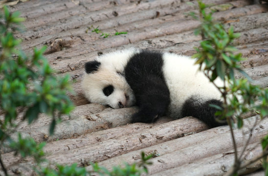 young panda sleeping exterior on the wood