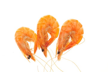 In the white background of the shrimp