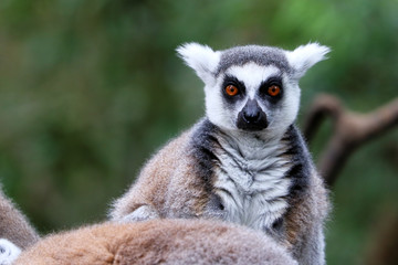 Naklejka na ściany i meble Ring-tailed lemurs in South Africa