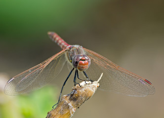 dragonfly on a branch