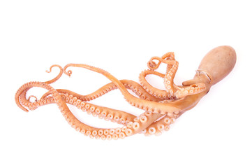 Octopus on a white background