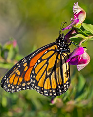 monarch butterfly on a colorful flower