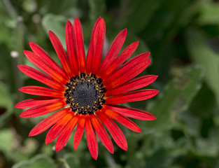 red daisy flower close up.