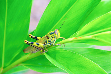 grasshopper On the leaf select focus with shallow depth of field