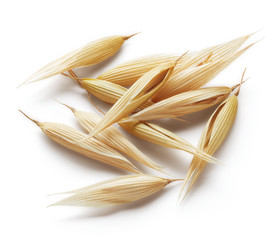 oat crop