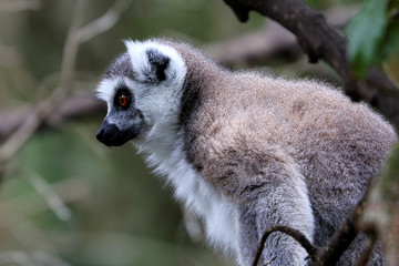 Ring-tailed lemurs in South Africa