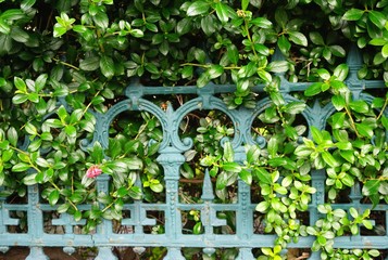 Ornate antique iron fence with greenery