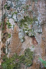 Abstract tree bark texture pattern