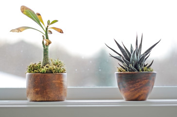 Succulent plants on window ledge in modern bathroom