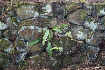 Fern growing through moss covered rock wall
