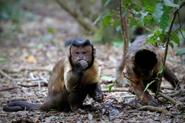 Black capuchin monkeys in South Africa