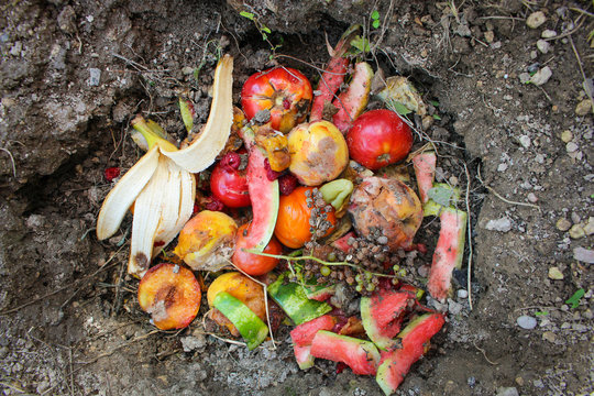 Domestic waste for compost from fruits and vegetables in garden.