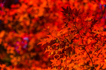 Naklejka na ściany i meble Red maple leaves in Musashi-Kyuryo National Government Park, Japan