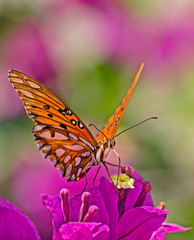  monarch butterfly on a colorful purple flower