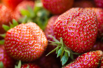 Fresh strawberries gathered in the garden.
