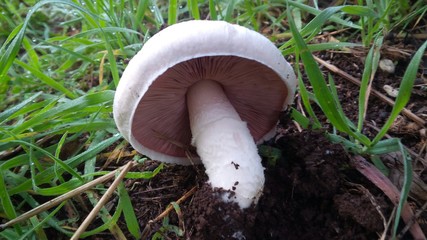 fungo appena cavato