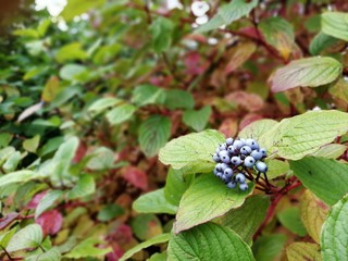 Blackthorn, sloe, Prunus spinosa, berries in the autumn garden. Close-up.