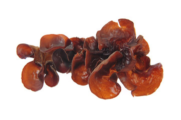 Black fungus on a white background