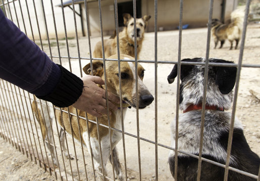 Dogs in cages