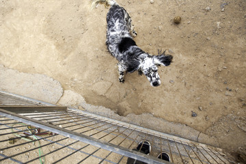 Dogs in cages