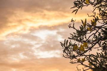 Allamanda Flowers with sky, sunset