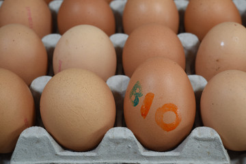 oeufs poule ovin agriculture elevage alimentation nourriture jaune