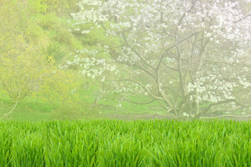 Green spring meadow with blossom trees