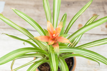 Bromelia plant in flower pot