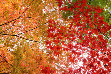美しい紅葉の森　平林寺