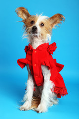 Chinese Crested dog