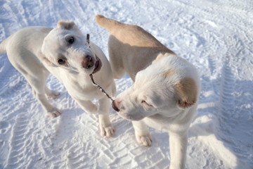 Два щенка породы Алабай (4 месяца) играют с палочкой, на белом снегу.