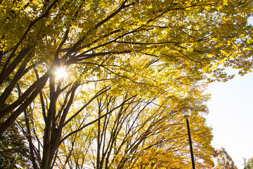 太陽光のさす木々