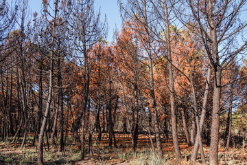 Pinar después de un incendio forestal. Pino resinero. Pinus pinaster.
