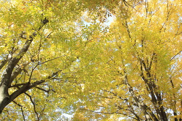 黄色い葉