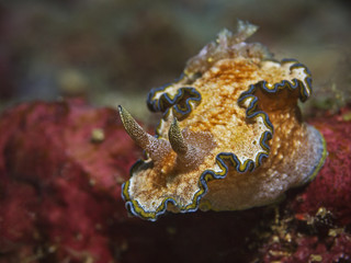 Girdled Glossodoris, Blaurand-Sternschnecke (Glossodoris cincta)