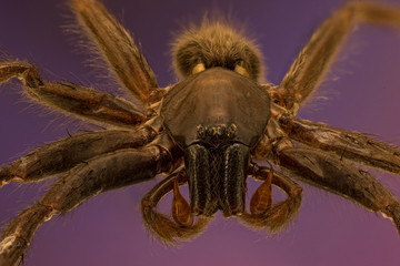 Brown spider face details.