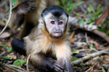 Black capuchin monkeys in South Africa