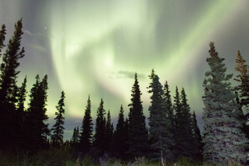 Northern lights across the black spruces on the Alaskan Range