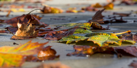 Fallen Leaves on Sidewalk in Autumn