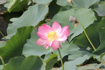 Природа и цветы