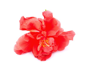 Obraz na płótnie Canvas Red hibiscus flowers isolated on white background.