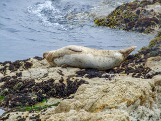 seal in California